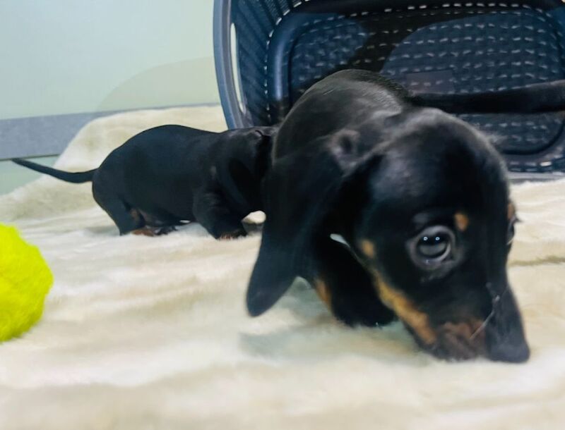 Miniature Smooth Hair Dachshund Puppies for sale in Rye, East Sussex - Image 2