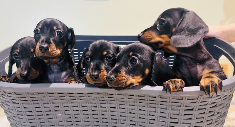 Miniature Smooth Hair Dachshund Puppies for sale in Rye, East Sussex - Image 3