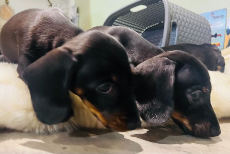 Miniature Smooth Hair Dachshund Puppies for sale in Rye, East Sussex - Image 4