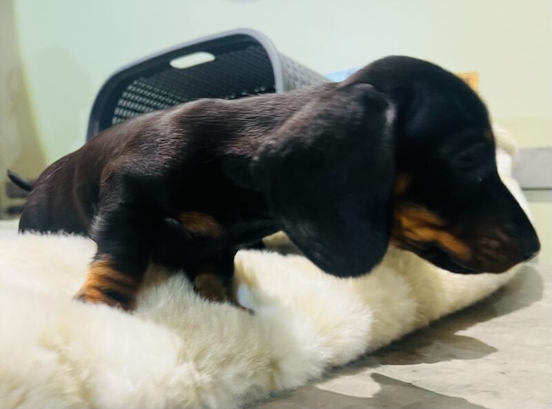 Miniature Smooth Hair Dachshund Puppies for sale in Rye, East Sussex - Image 5