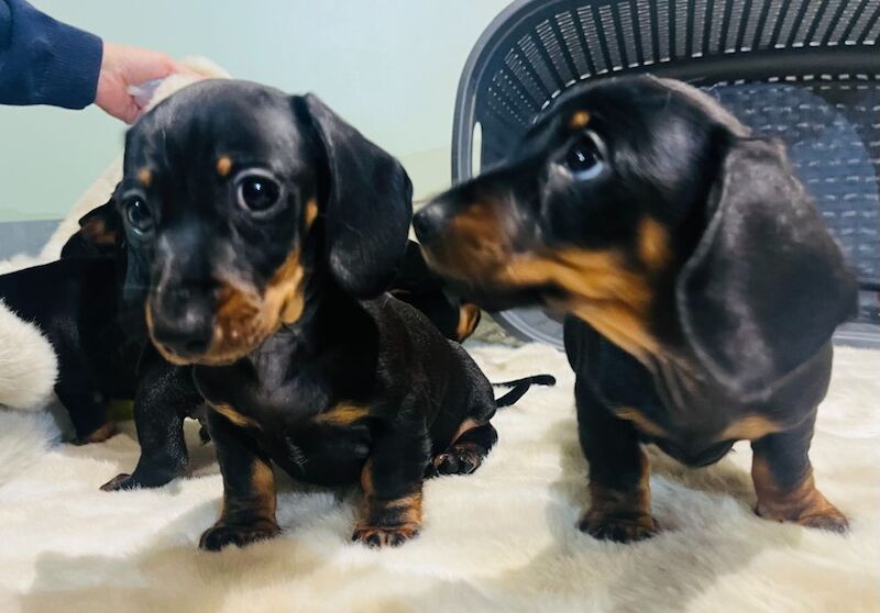 Miniature Smooth Hair Dachshund Puppies for sale in Rye, East Sussex - Image 6