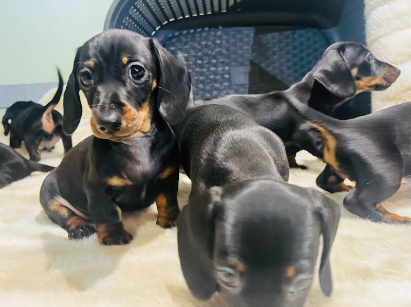 Miniature Smooth Hair Dachshund Puppies for sale in Rye, East Sussex - Image 7