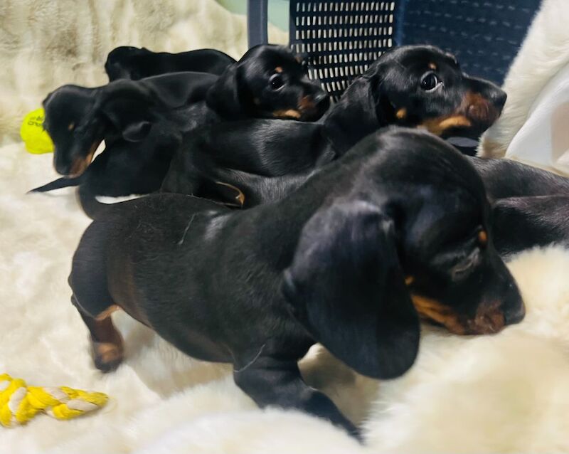 Miniature Smooth Hair Dachshund Puppies for sale in Rye, East Sussex - Image 8