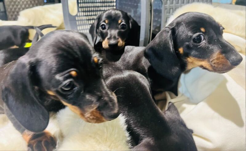 Miniature Smooth Hair Dachshund Puppies for sale in Rye, East Sussex - Image 9