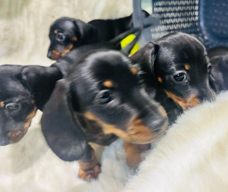 Miniature Smooth Hair Dachshund Puppies for sale in Rye, East Sussex - Image 10