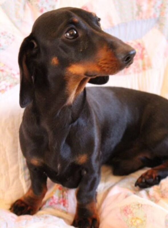 Miniature Smooth Hair Dachshund Puppies for sale in Rye, East Sussex - Image 11