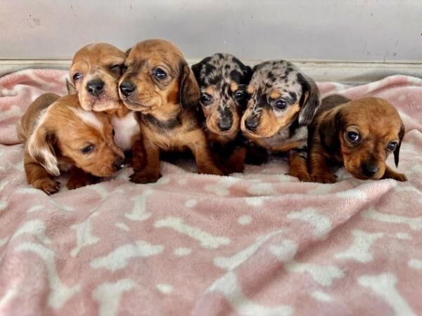 Miniature smooth haired dachshund puppy for sale in Llanelli, Carmarthenshire