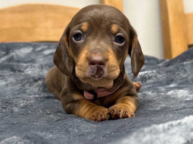 Miniature smooth haired dachshunds for sale in Caernarfon, Gwynedd