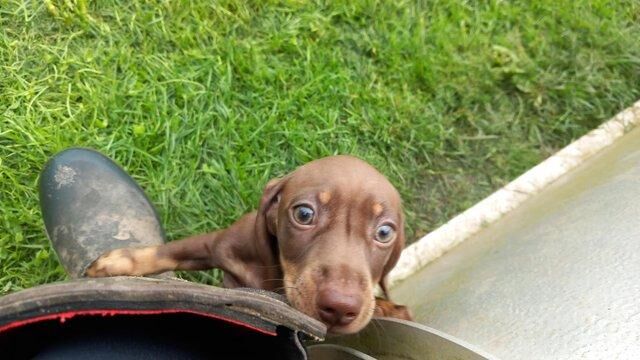 Miniature smooth haired dashchund for sale in Glaisdale, North Yorkshire