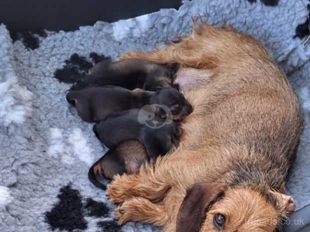 Miniature wire haired dachshund puppies for sale in West Yorkshire