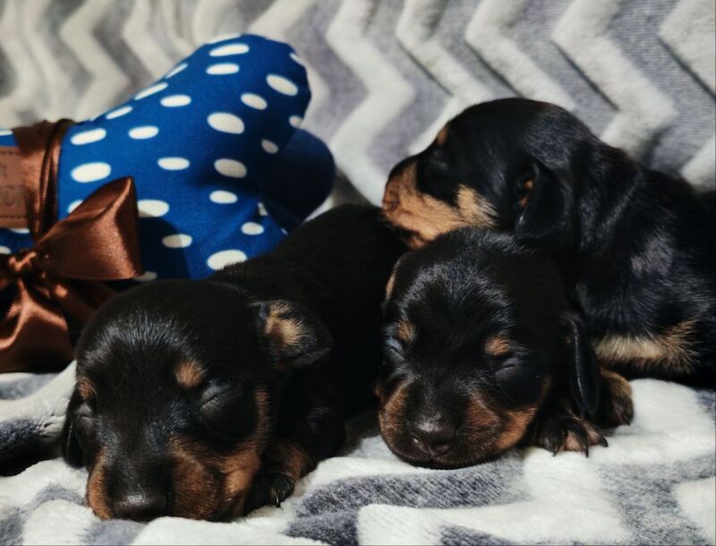 Miniature wire haired dachshunds for sale in Cambridgeshire