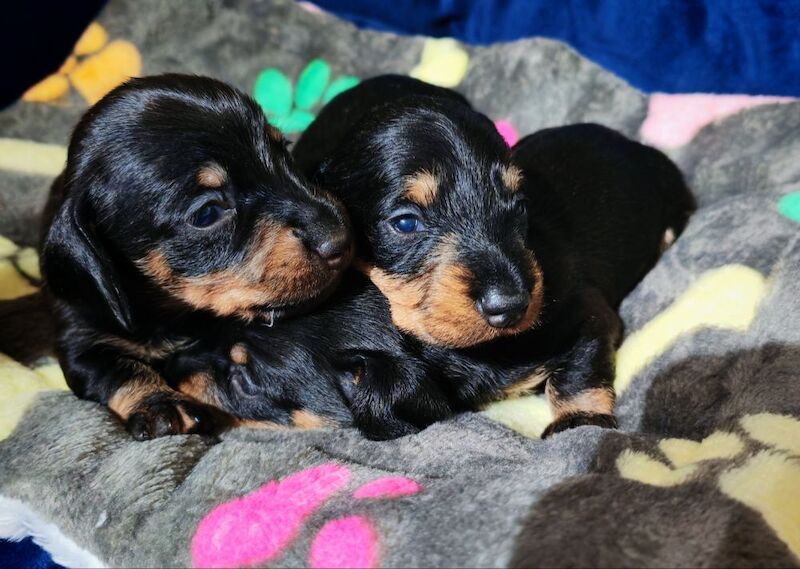 Miniature wire haired dachshunds for sale in Cambridgeshire - Image 2