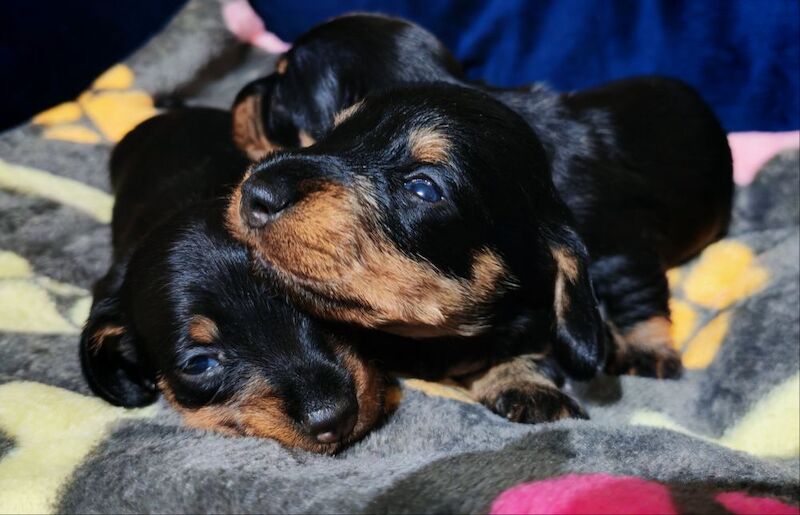 Miniature wire haired dachshunds for sale in Cambridgeshire - Image 3