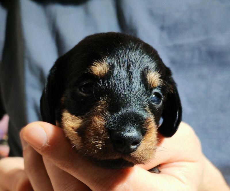 Miniature wire haired dachshunds for sale in Cambridgeshire - Image 4