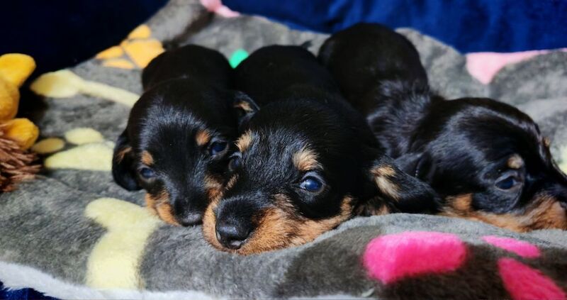 Miniature wire haired dachshunds for sale in Cambridgeshire - Image 5