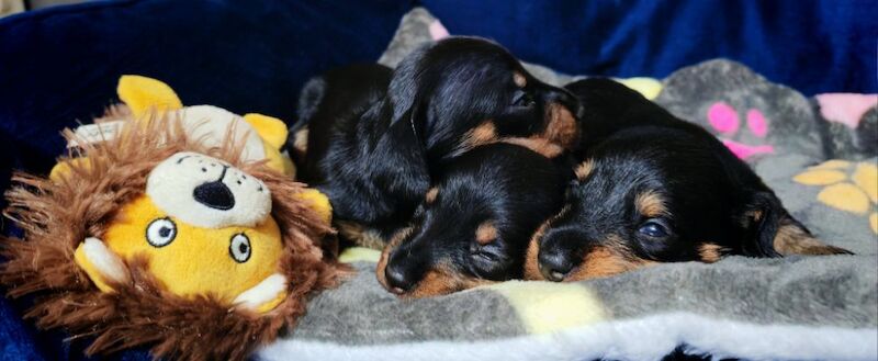 Miniature wire haired dachshunds for sale in Cambridgeshire - Image 6