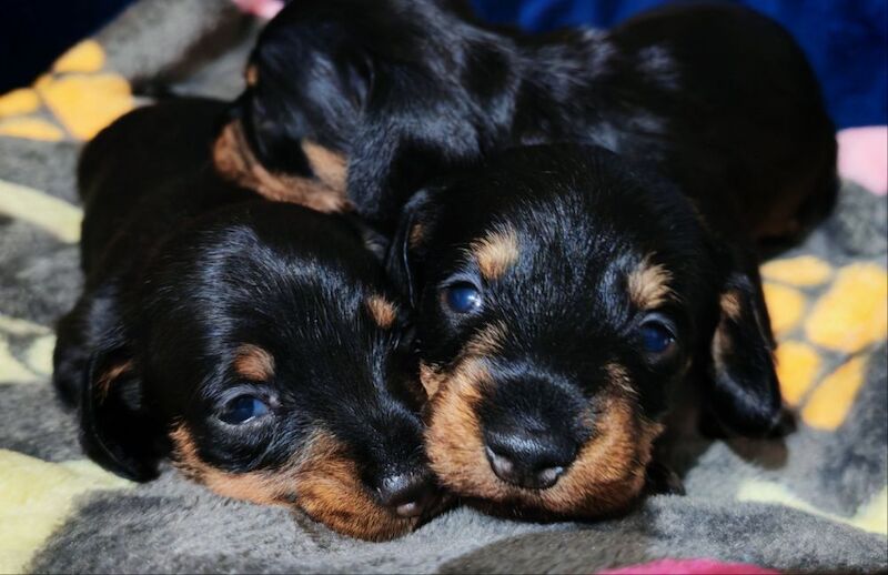 Miniature wire haired dachshunds for sale in Cambridgeshire - Image 7