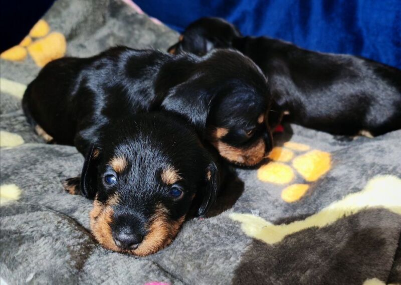 Miniature wire haired dachshunds for sale in Cambridgeshire - Image 8