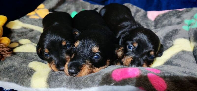 Miniature wire haired dachshunds for sale in Cambridgeshire - Image 9