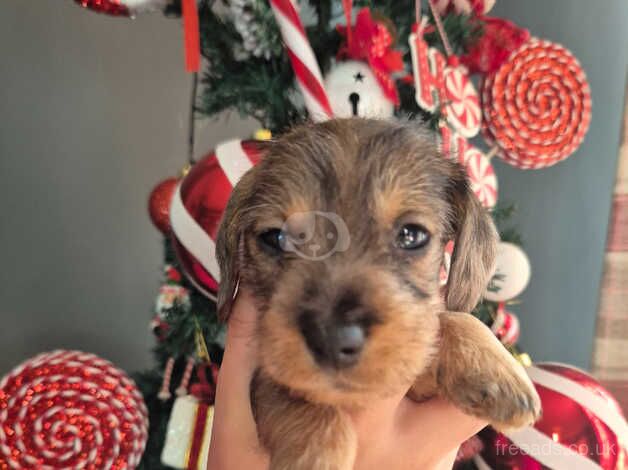 Miniature wire haired dachshunds for sale in Shrewsbury, Shropshire