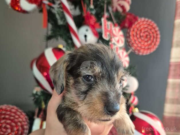 Dachshund Puppies for sale in Shropshire