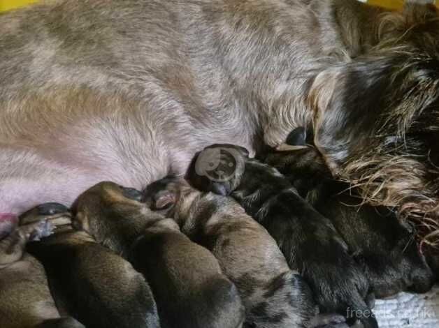 Dachshund Puppies for sale