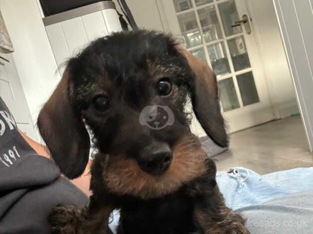 Miniature Wirehair Dachshund male pup for sale in Wisbech, Cambridgeshire