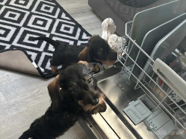 Dachshunds for sale in Wisbech, Cambridgeshire