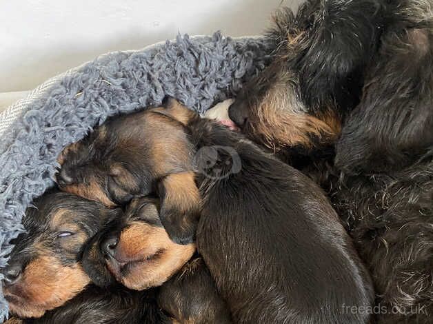 Miniature Wirehair Dachshund male pup for sale in Wisbech, Cambridgeshire - Image 3