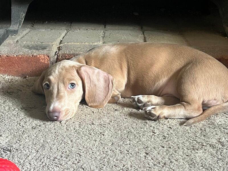 Miniture dachshund for sale in Stoke-on-Trent, Staffordshire - Image 3