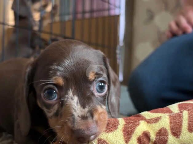 2 miniture dachshund girls for sale in Evesham, Worcestershire - Image 3