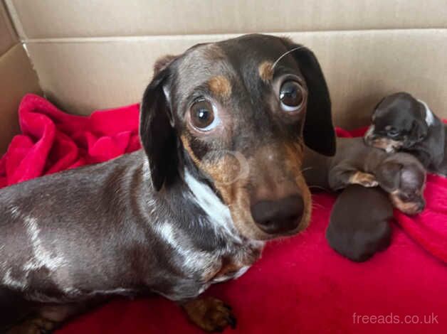 2 miniture dachshund girls for sale in Evesham, Worcestershire - Image 5