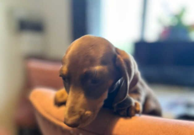 Miniture dachshund for sale in Bury St Edmunds, Suffolk