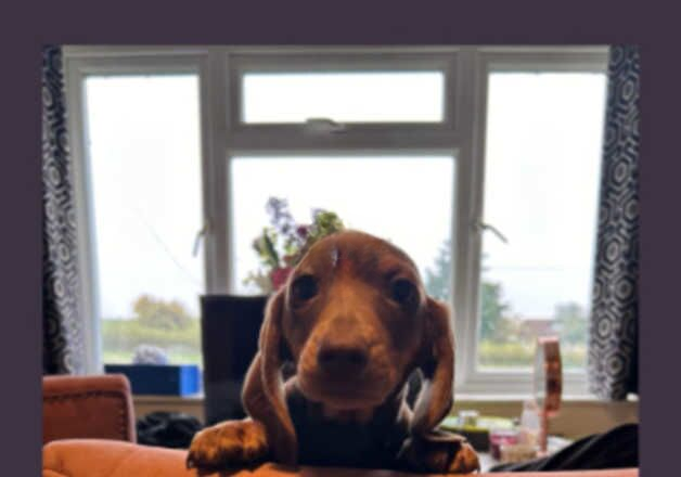 Miniture dachshund for sale in Bury St Edmunds, Suffolk - Image 2