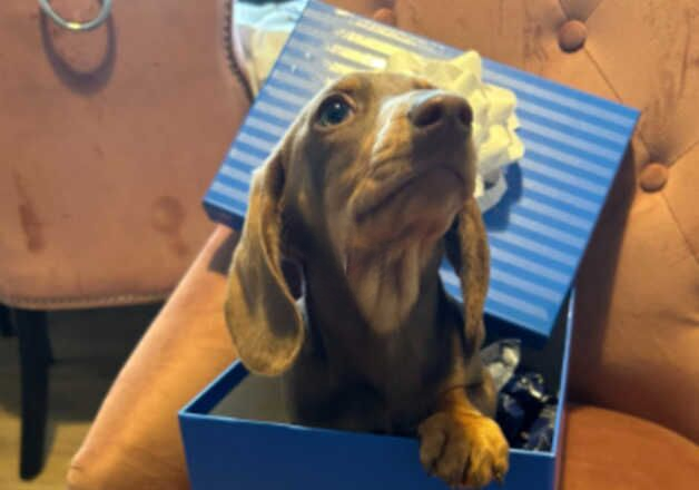 Miniture dachshund for sale in Bury St Edmunds, Suffolk - Image 3