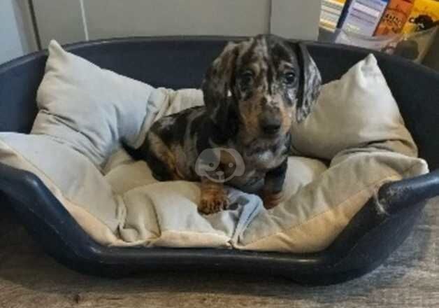 Miniture dachshund puppies for sale in Grays, Essex