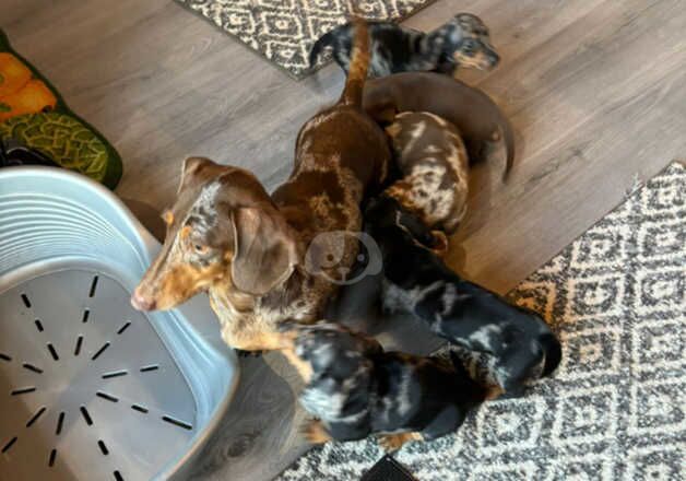 Dachshunds for sale in Grays, Essex