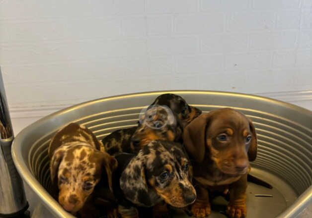 Dachshund Puppies for sale in Essex