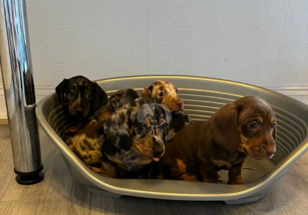 Dachshund Puppies for sale