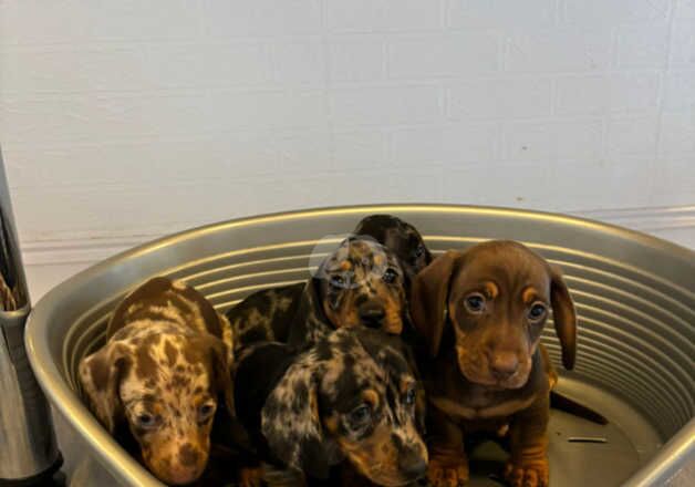 Miniture dachshund puppies for sale in Grays, Essex - Image 5