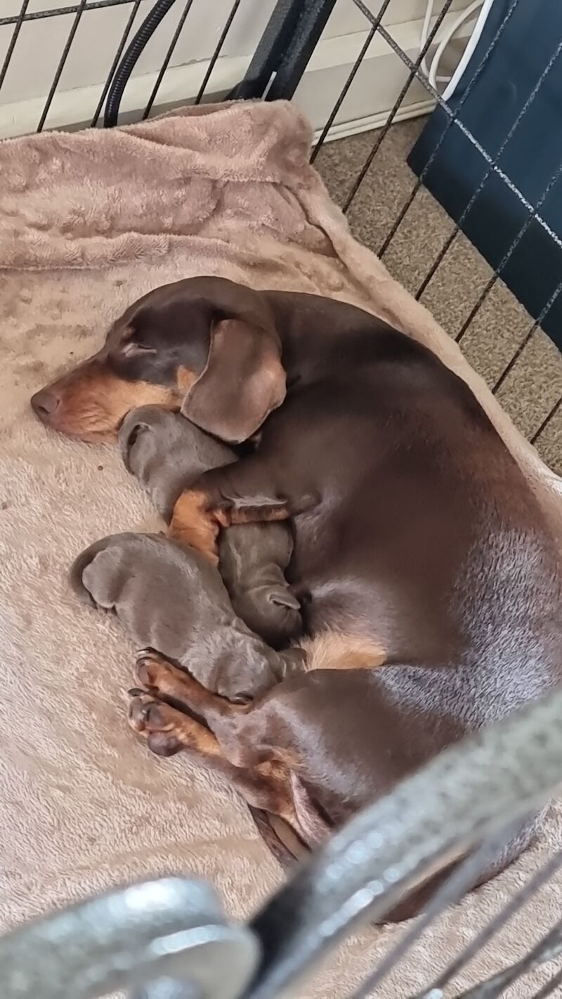 Miniture dachshund pups for sale in Bulford Camp, Wiltshire - Image 1