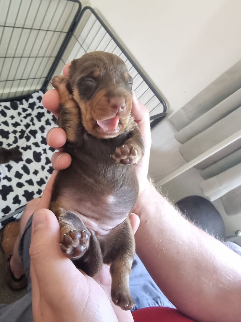 Miniture dachshund pups for sale in Bulford Camp, Wiltshire - Image 3