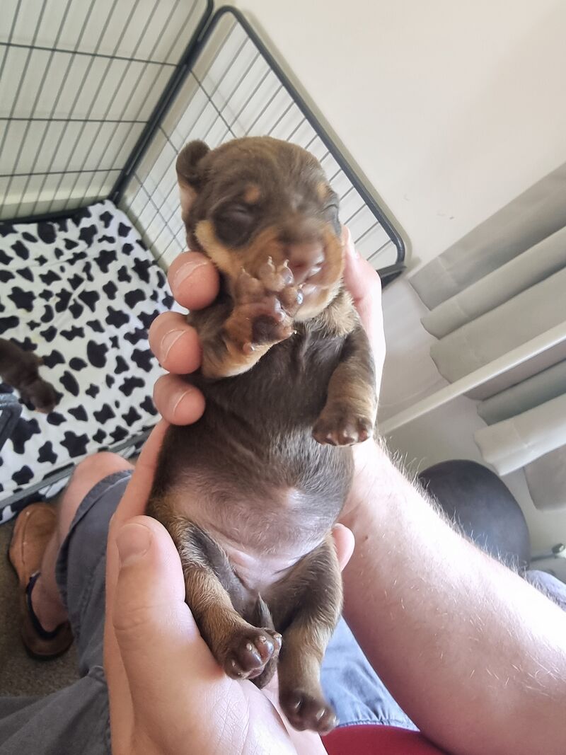 Miniture dachshund pups for sale in Bulford Camp, Wiltshire - Image 3