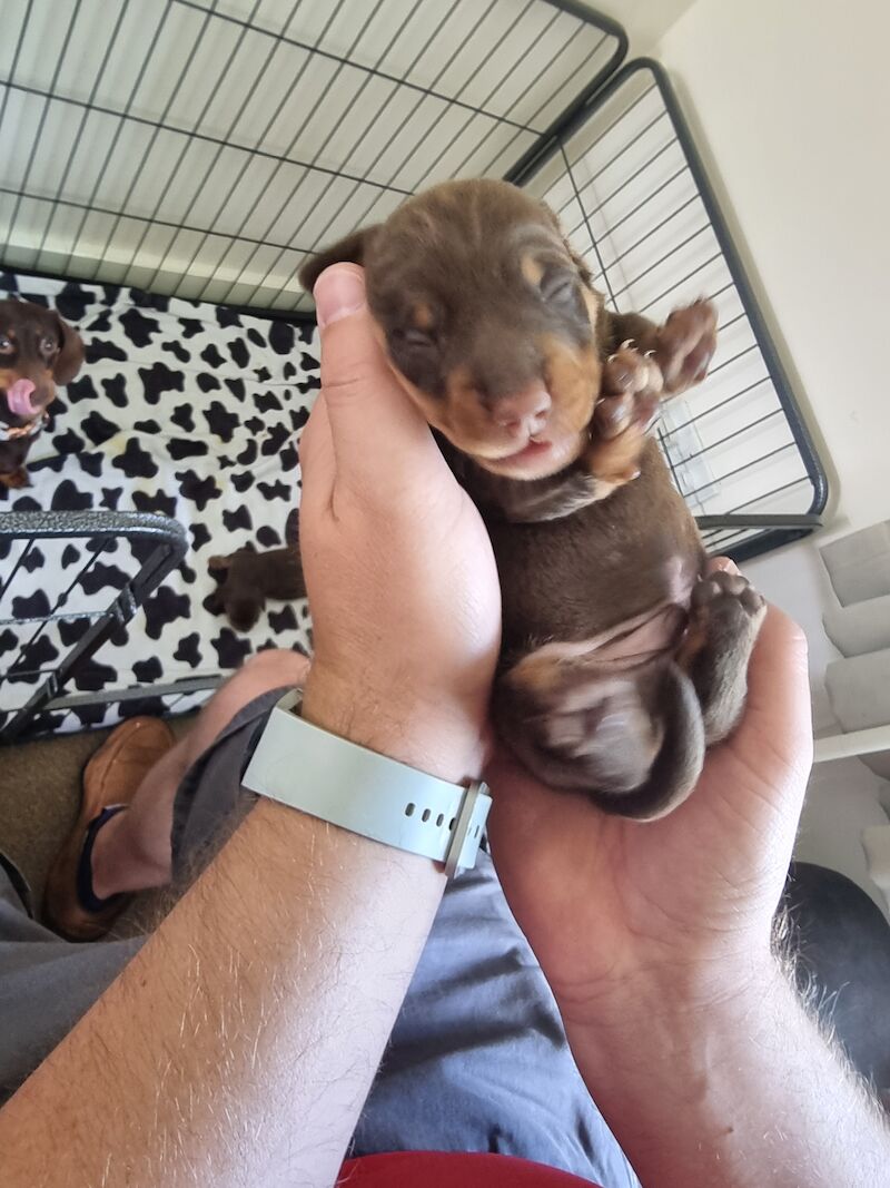 Miniture dachshund pups for sale in Bulford Camp, Wiltshire - Image 4