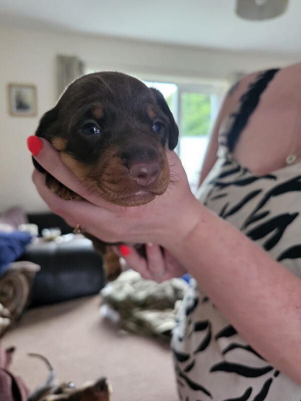 Miniture dachshund pups for sale in Bulford Camp, Wiltshire - Image 5