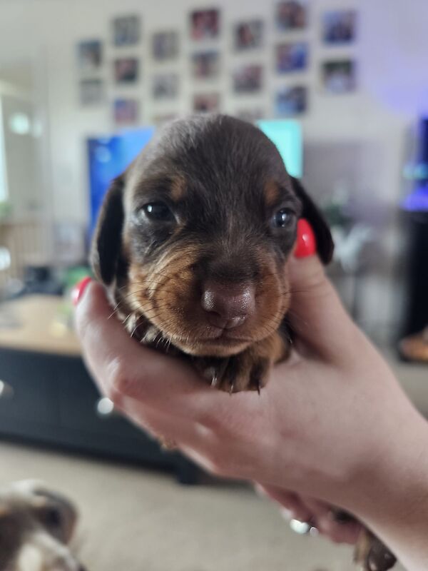 Miniture dachshund pups for sale in Bulford Camp, Wiltshire - Image 7