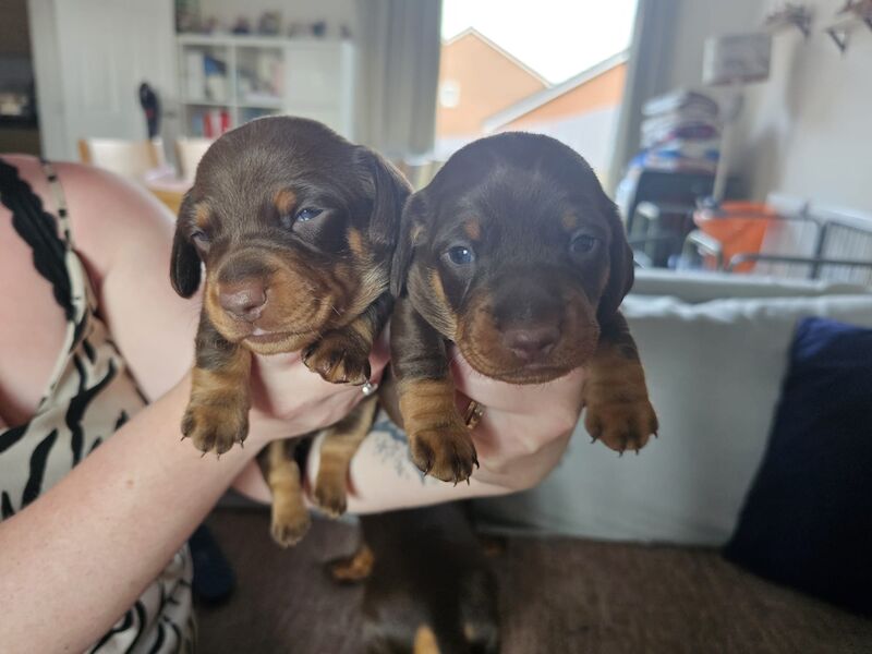 Miniture dachshund pups for sale in Bulford Camp, Wiltshire - Image 7
