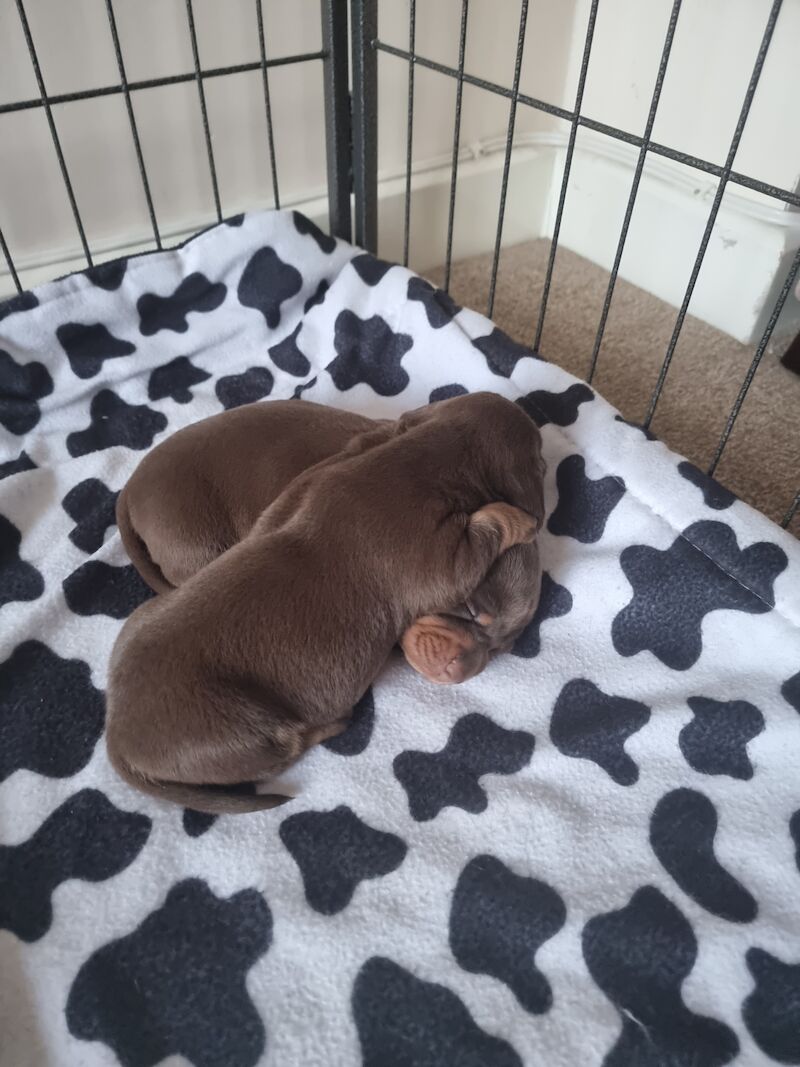 Miniture dachshund pups for sale in Bulford Camp, Wiltshire - Image 9