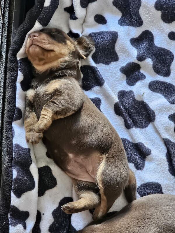 Miniture dachshund pups for sale in Bulford Camp, Wiltshire - Image 10