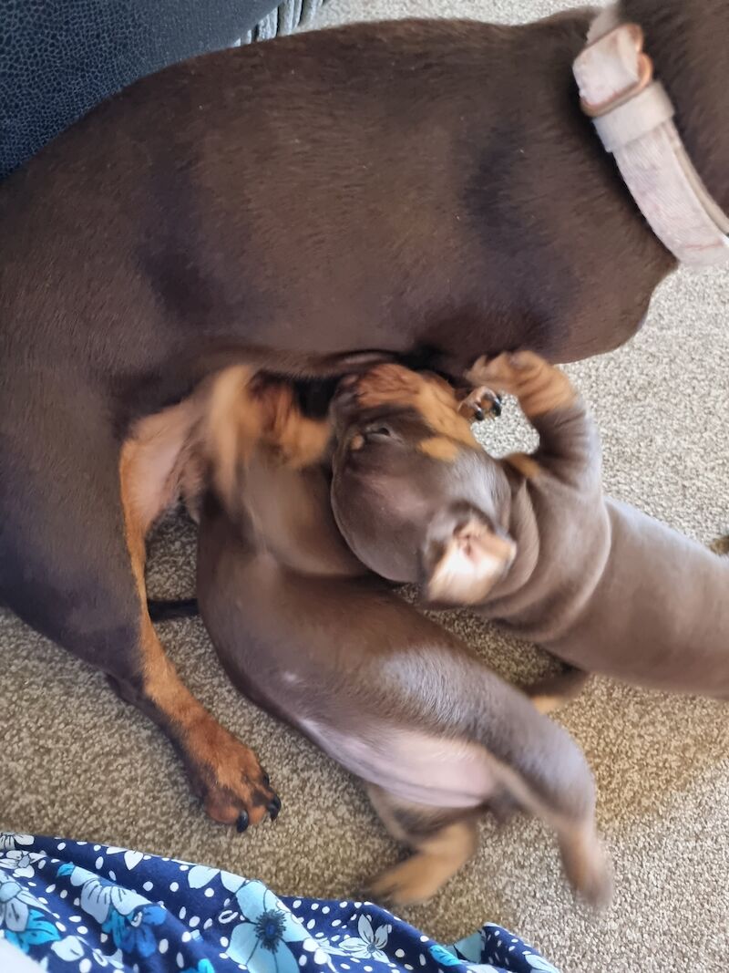 Miniture dachshund pups for sale in Bulford Camp, Wiltshire - Image 11